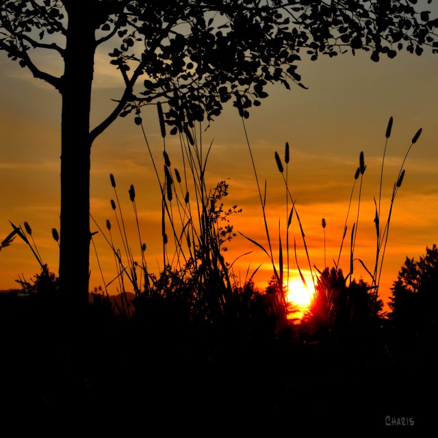 sunset grass tree silhouette ch crop DSC_0194
