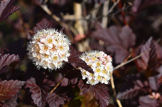 white flowers brown leaves ch rs DSC_0156
