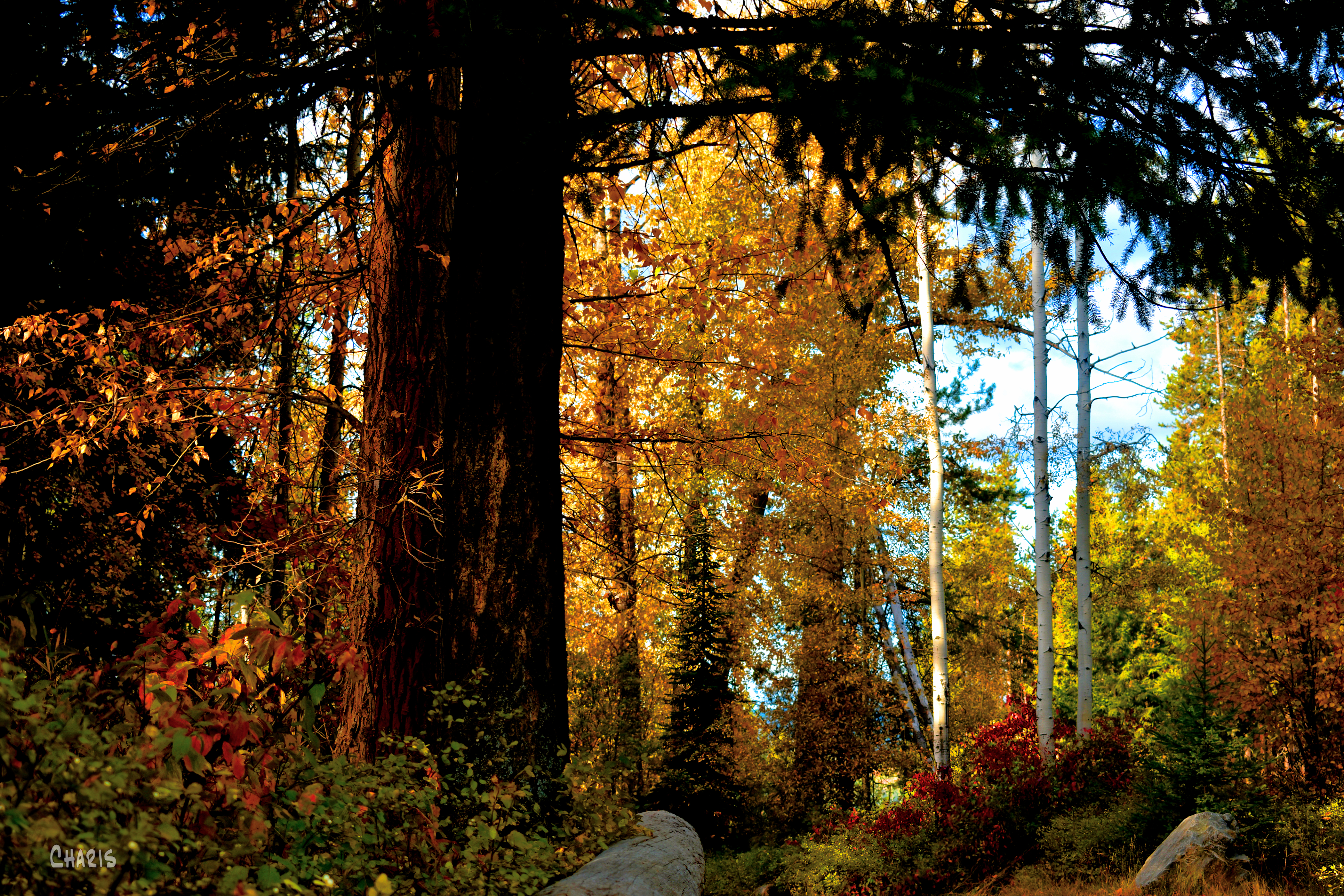 autumn forest munro lake ch rs DSC_0299