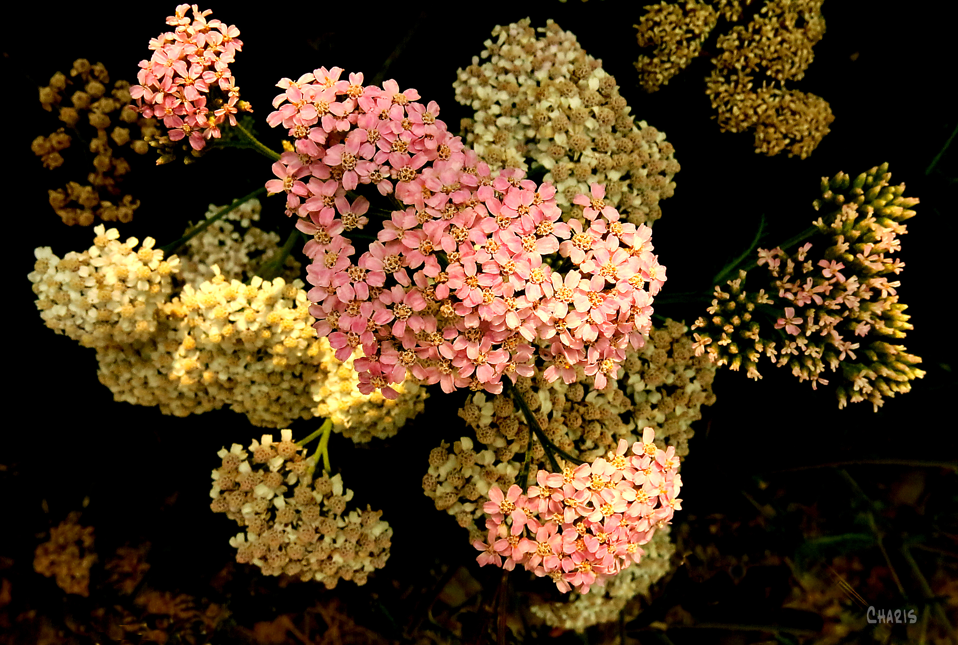 flowers pink yarrow ch crop IMG_5125 - Copy