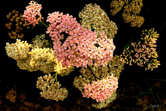 flowers pink yarrow ch crop IMG_5125 - Copy