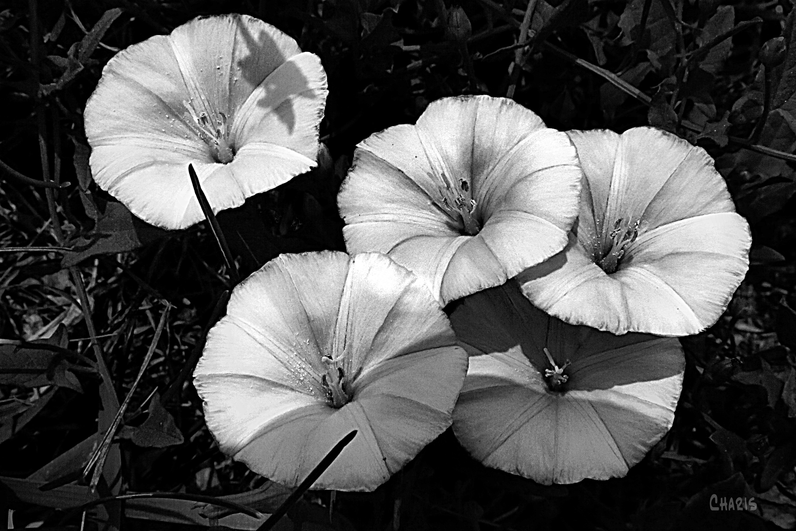 morning glory bw ch IMG_5122