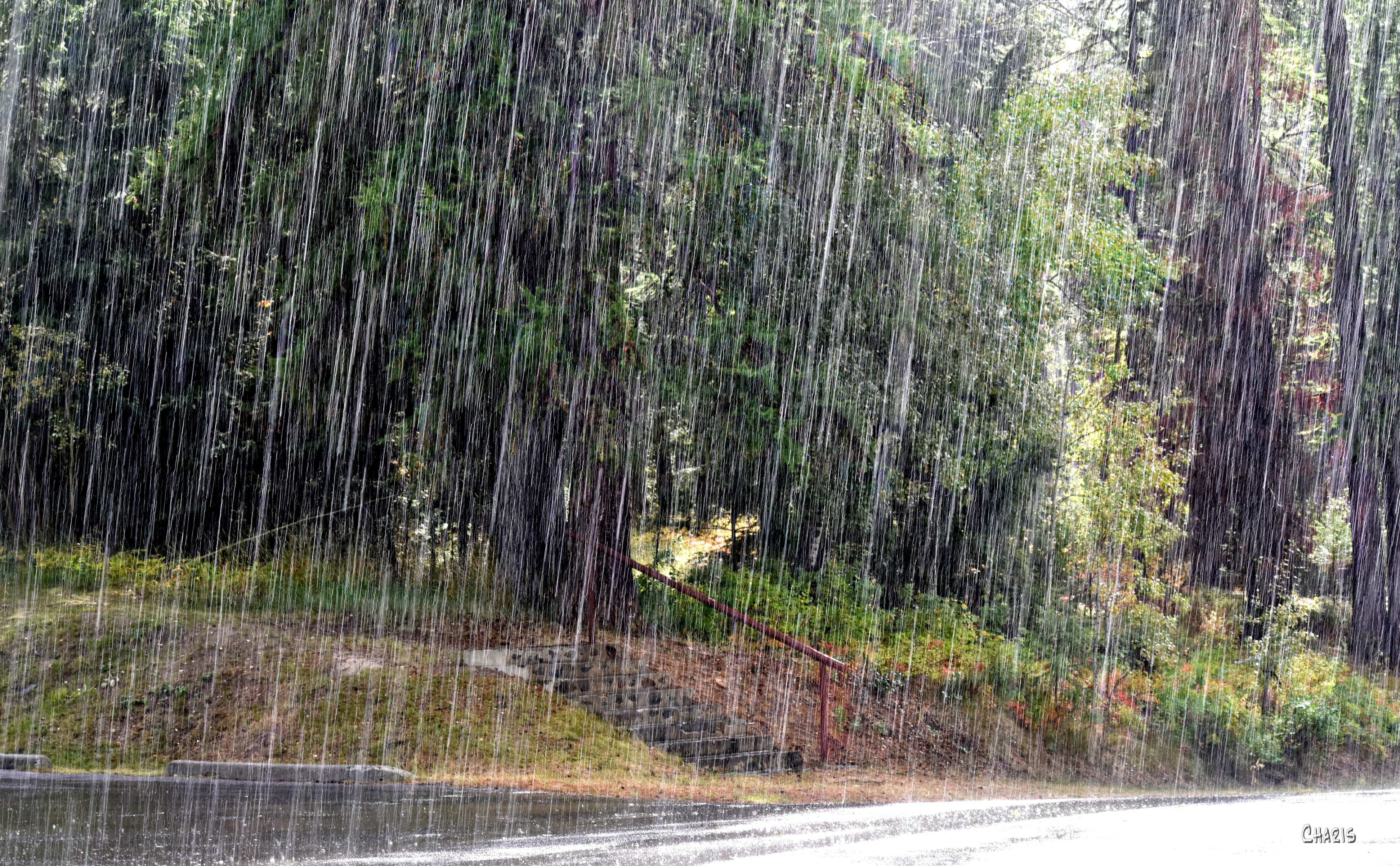 rain forest ch rs DSC_0278