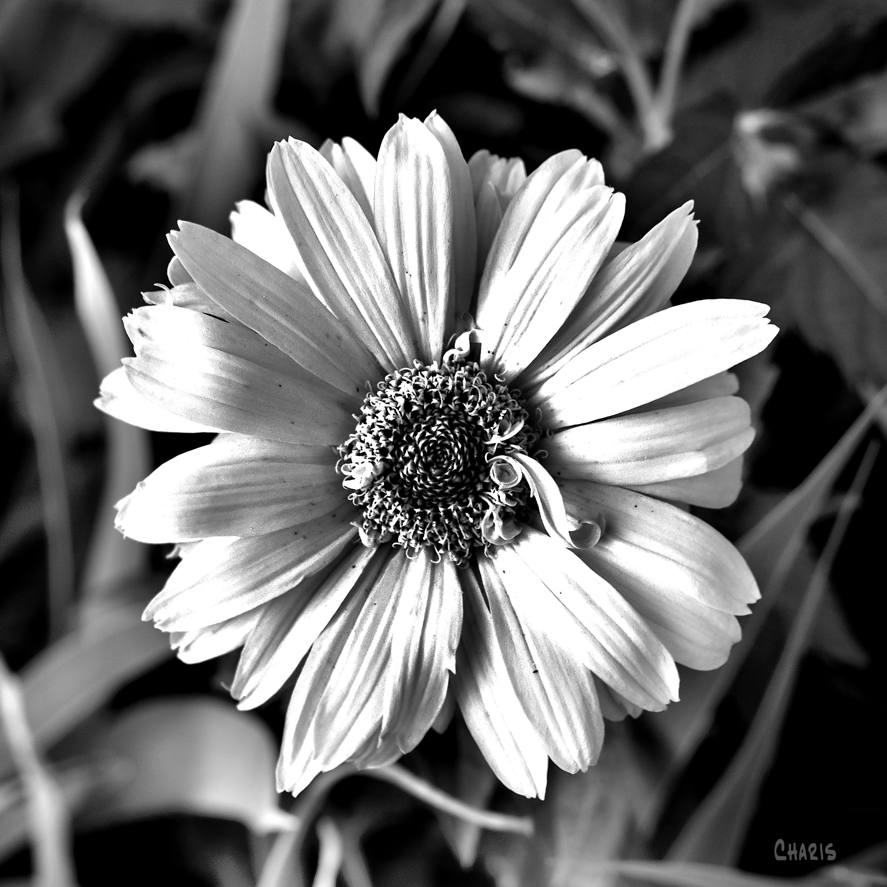white flower sq bw ch crop DSC_0034.jpg