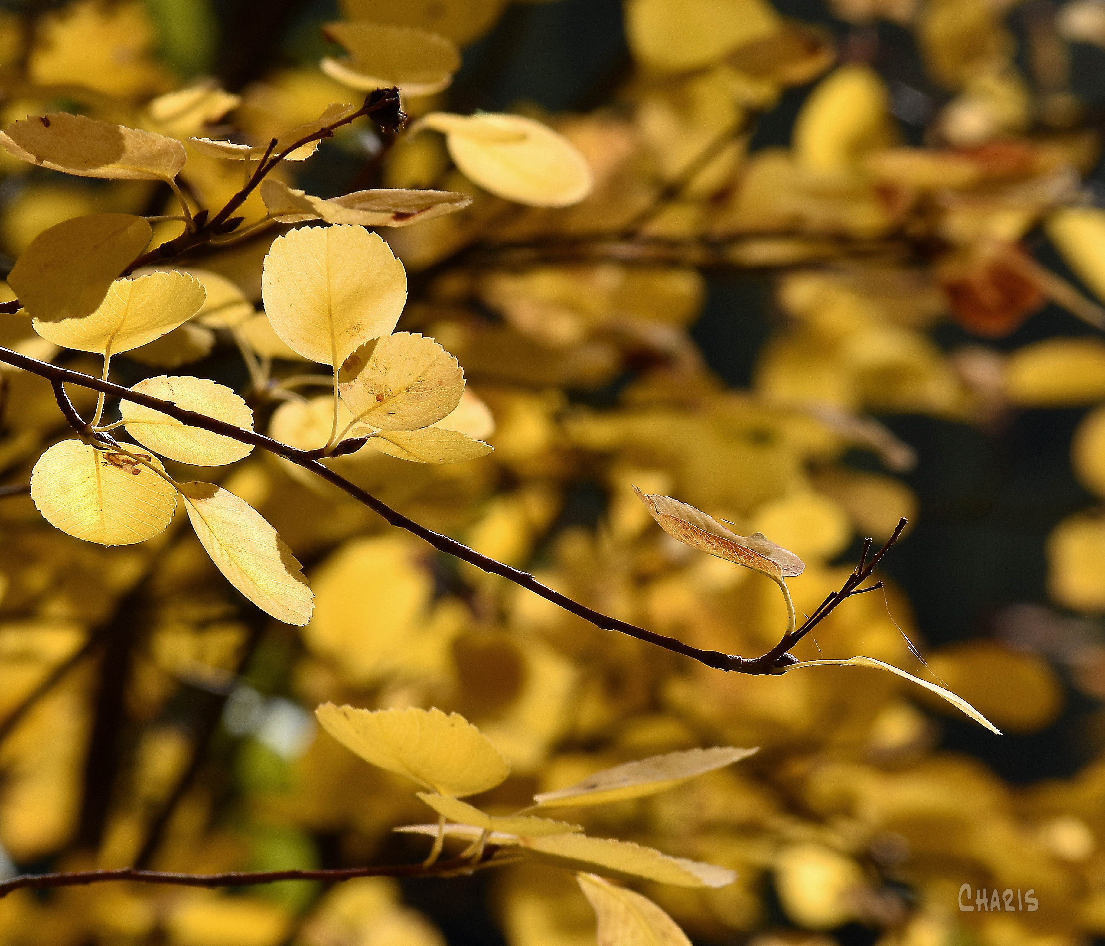 aspen leaves yellow clo ch crop DSC_0514 - Copy