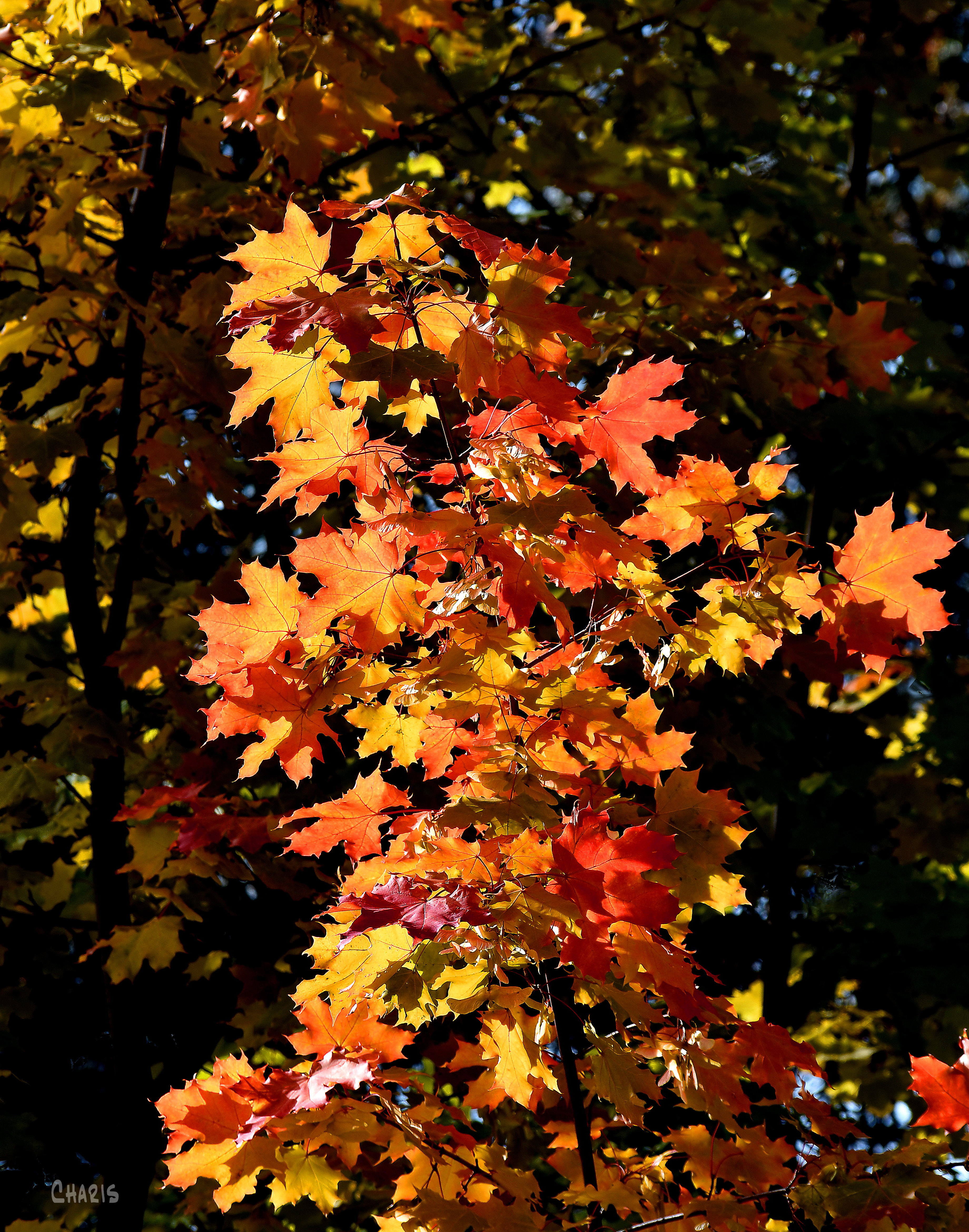 autumn maple ch crop DSC_0366 - Copy