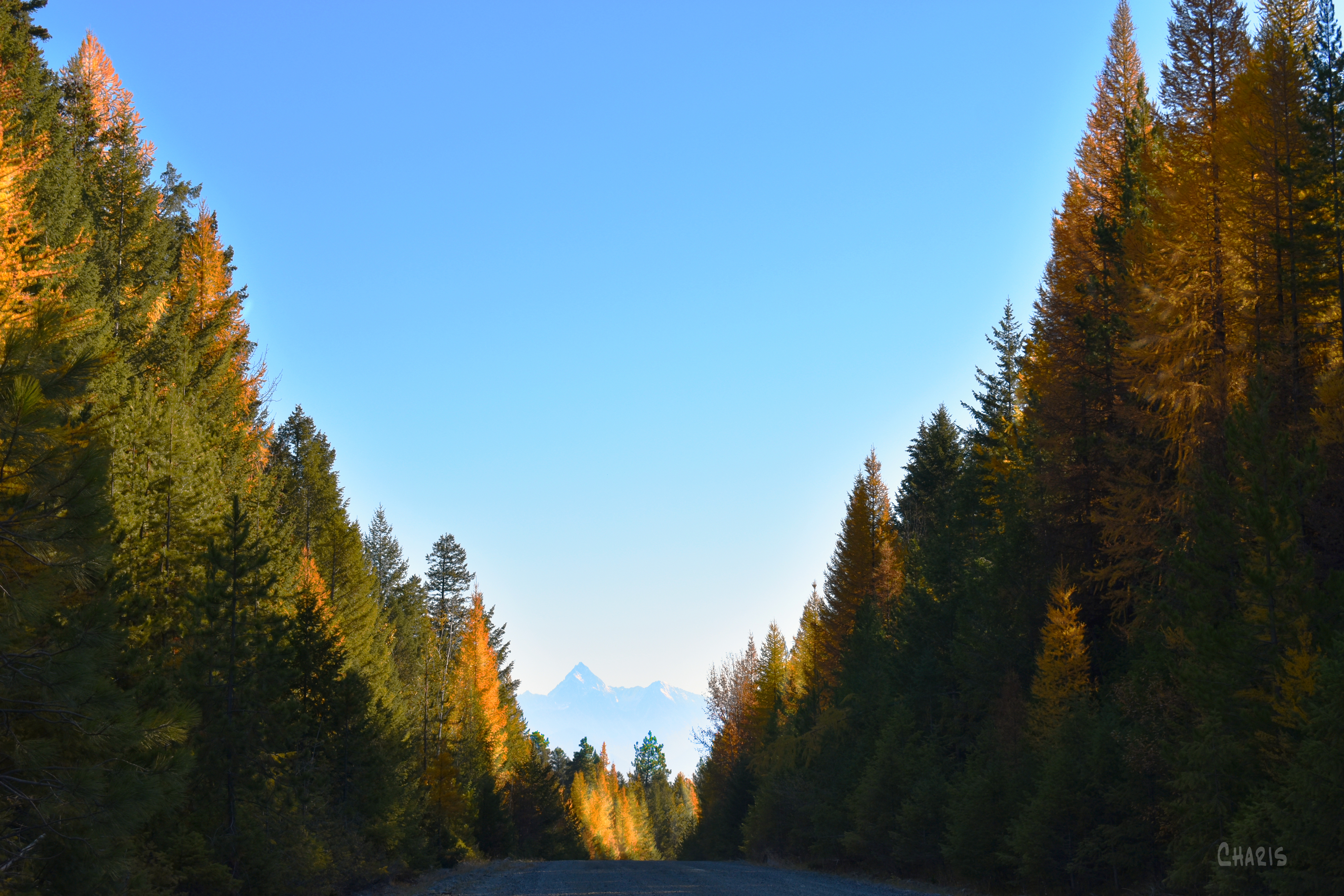 autumn road trees fisher ch rs DSC_0074