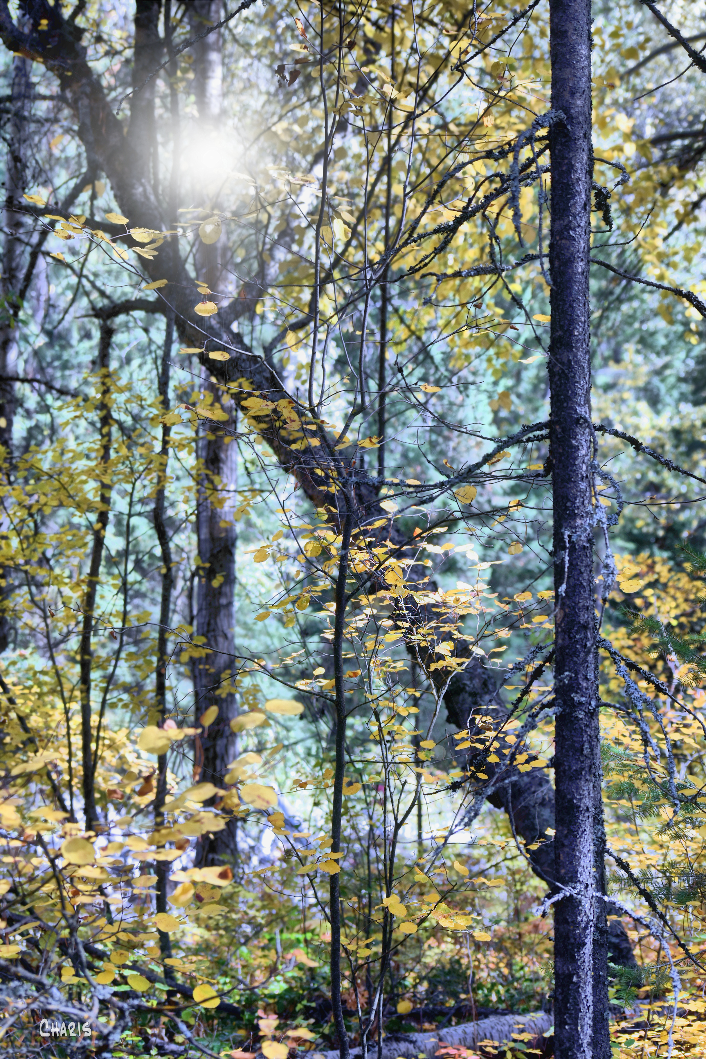 autumn trees cool ch rs DSC_0617 - Copy