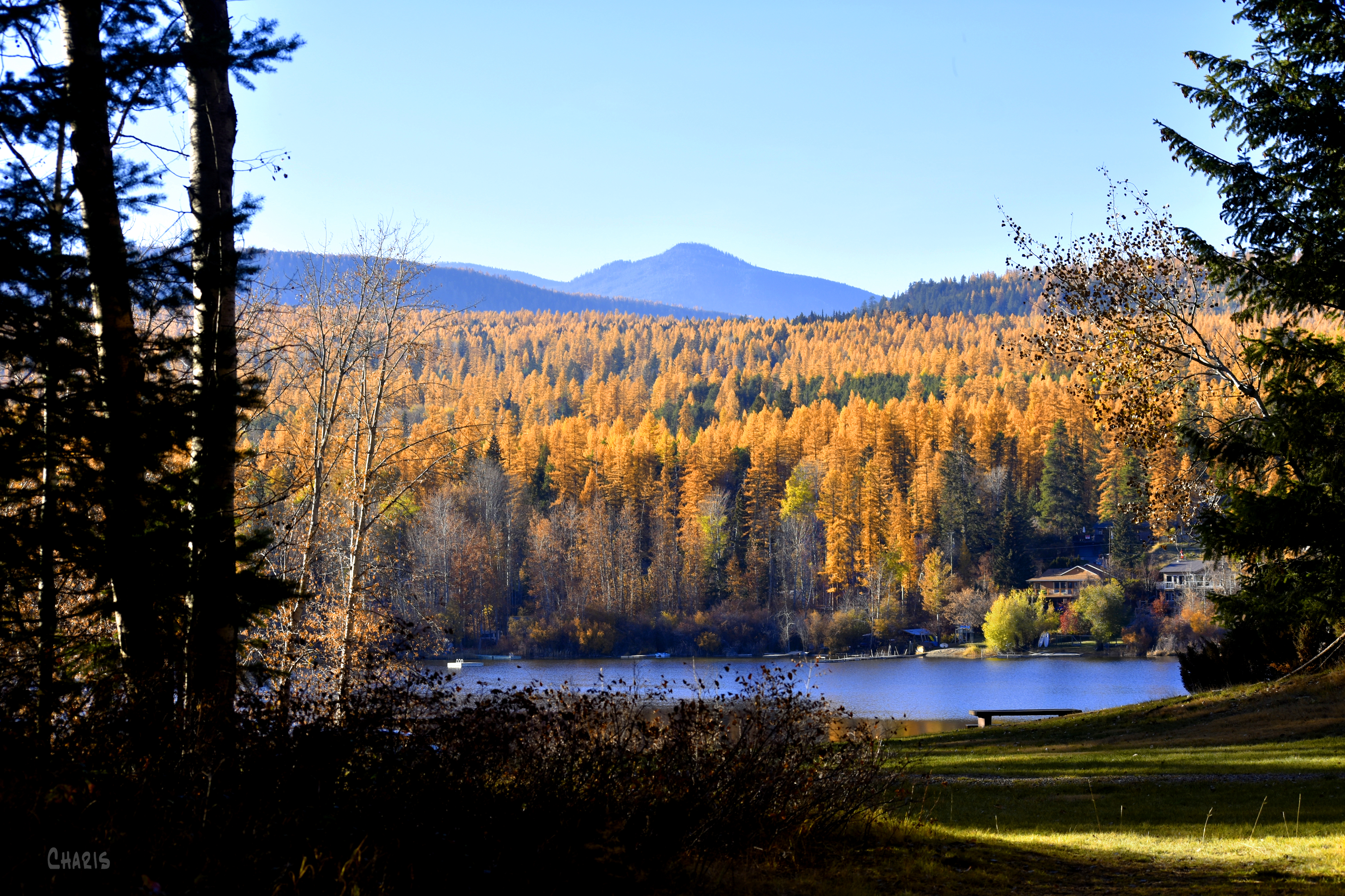 Jimsnith lake larch tamarack lawn ch rs DSC_0510