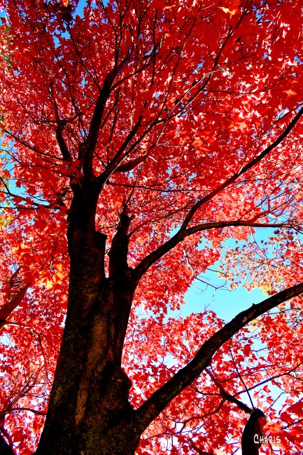 maple red autumn tree ch rs DSC_0072