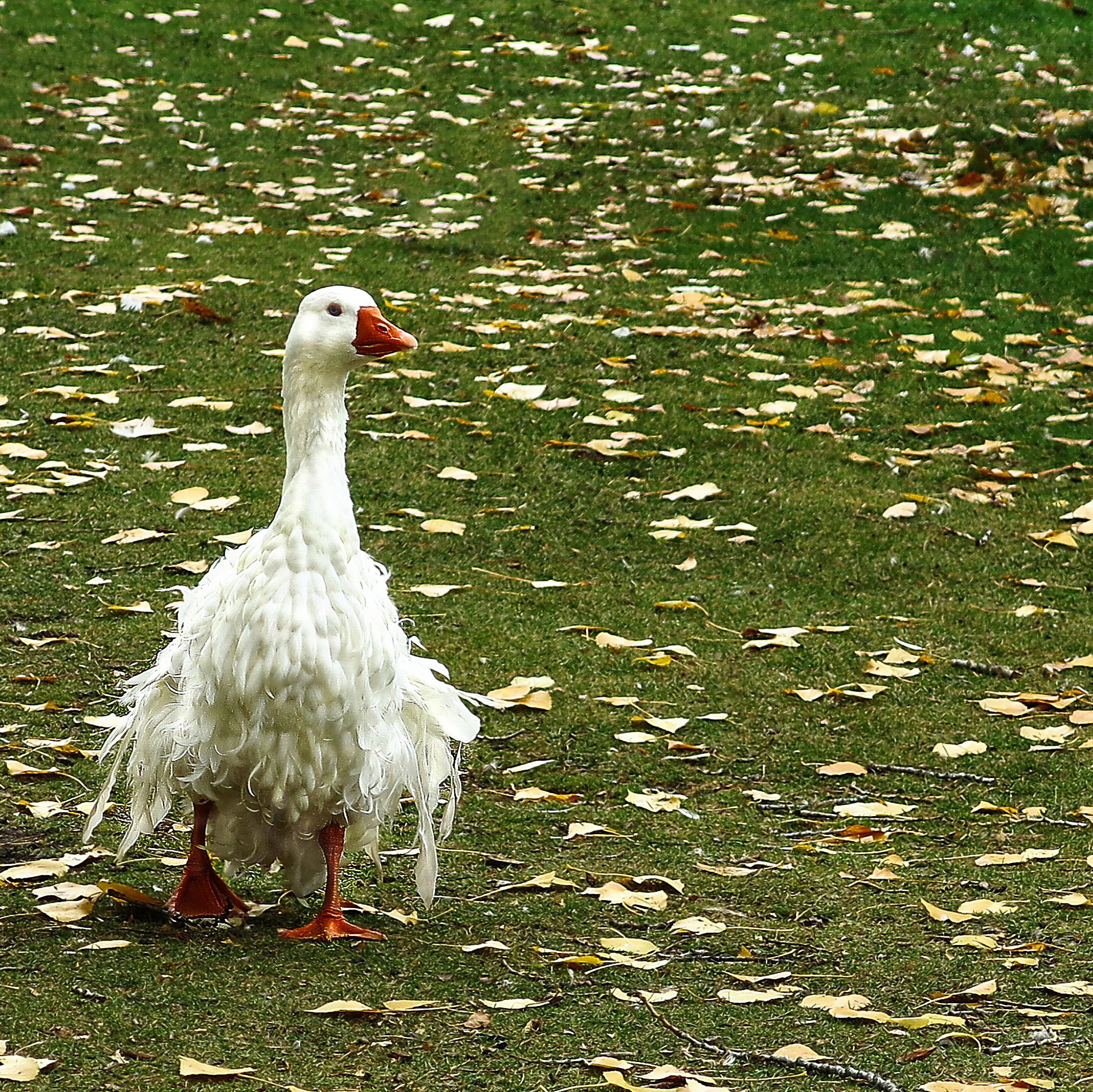 meme not IMG_8539 frazzled goose sq