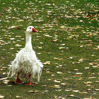 meme not IMG_8539 frazzled goose sq