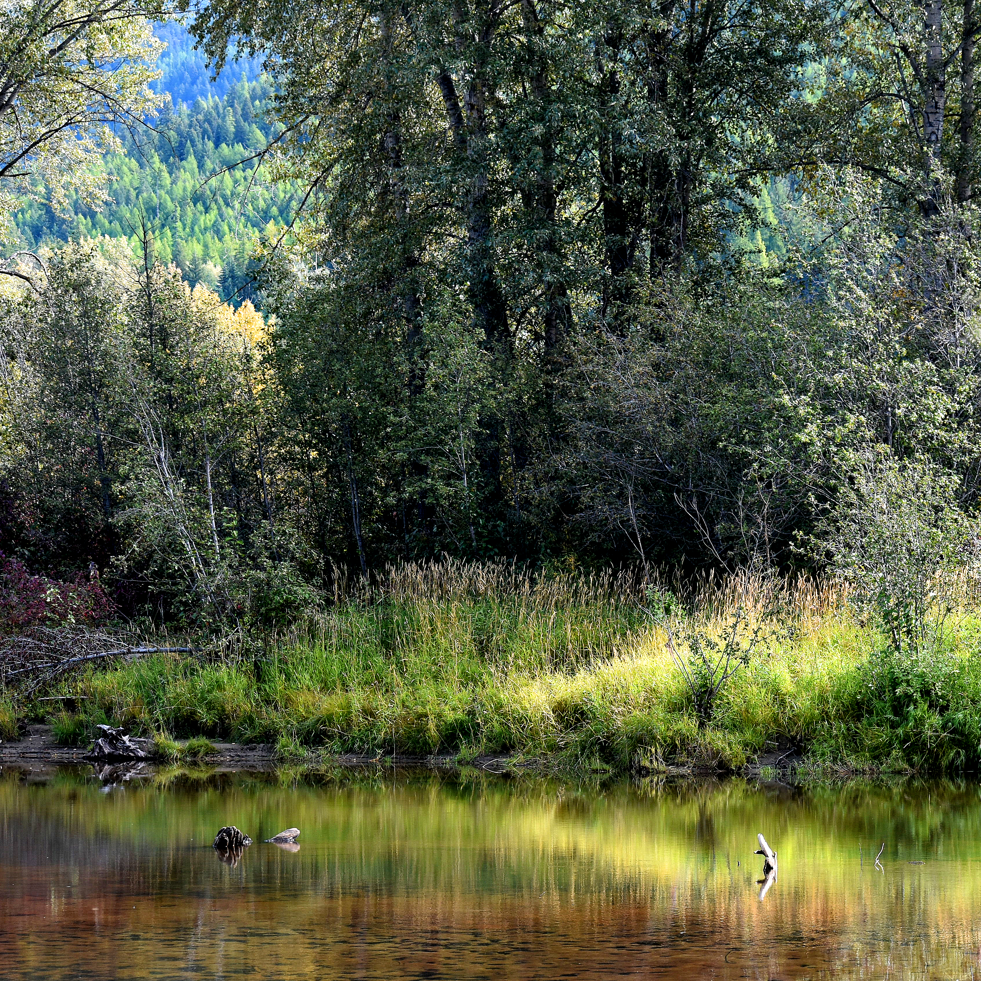 Moyie River sq DSC_0348