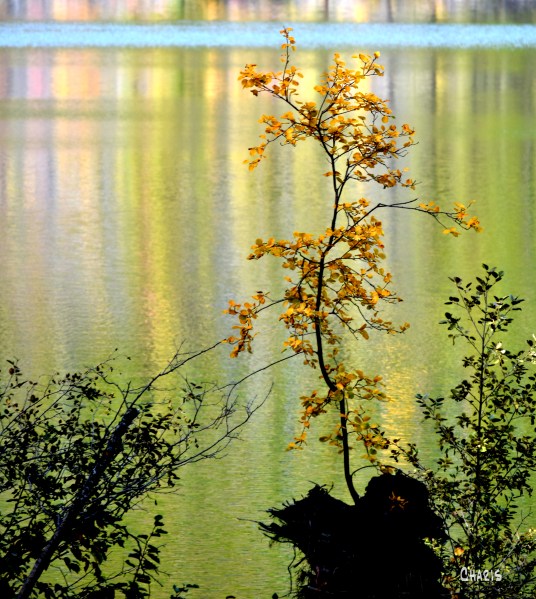 munro lake yellow tree autumn ch rs DSC_0454
