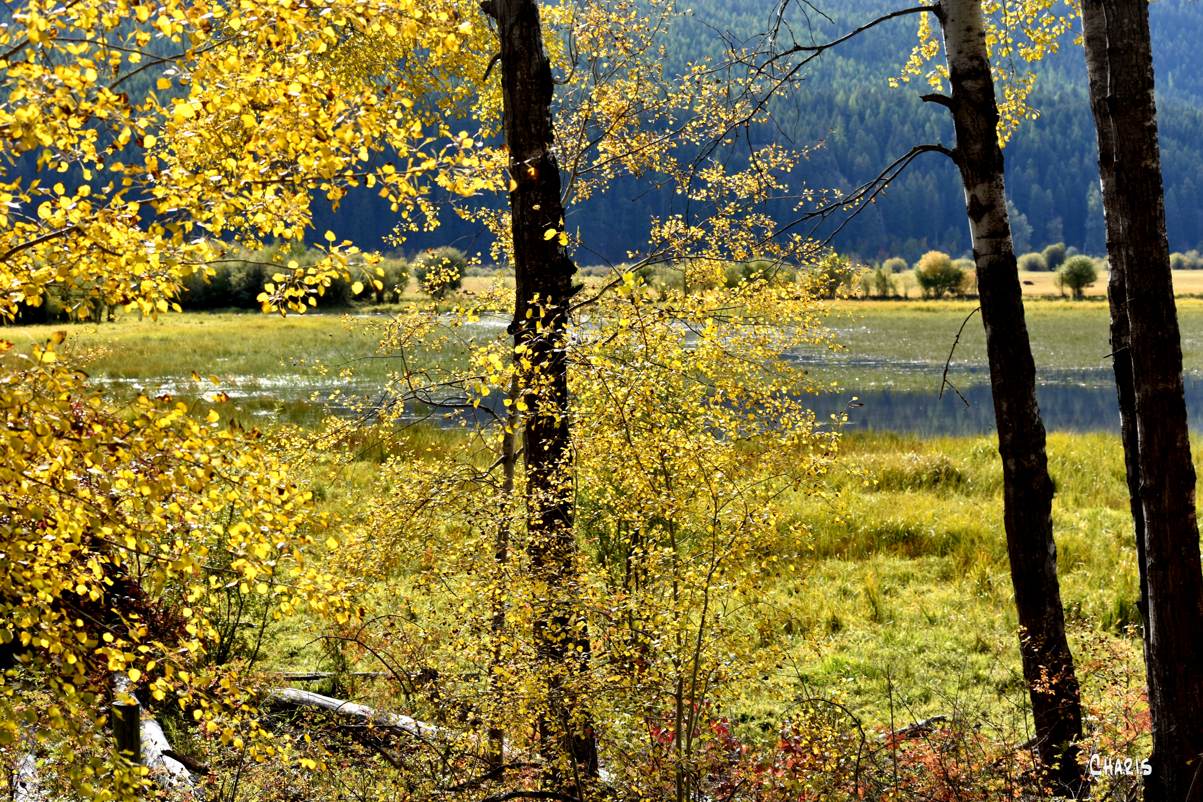 Peavin gold ch rs DSC_0242