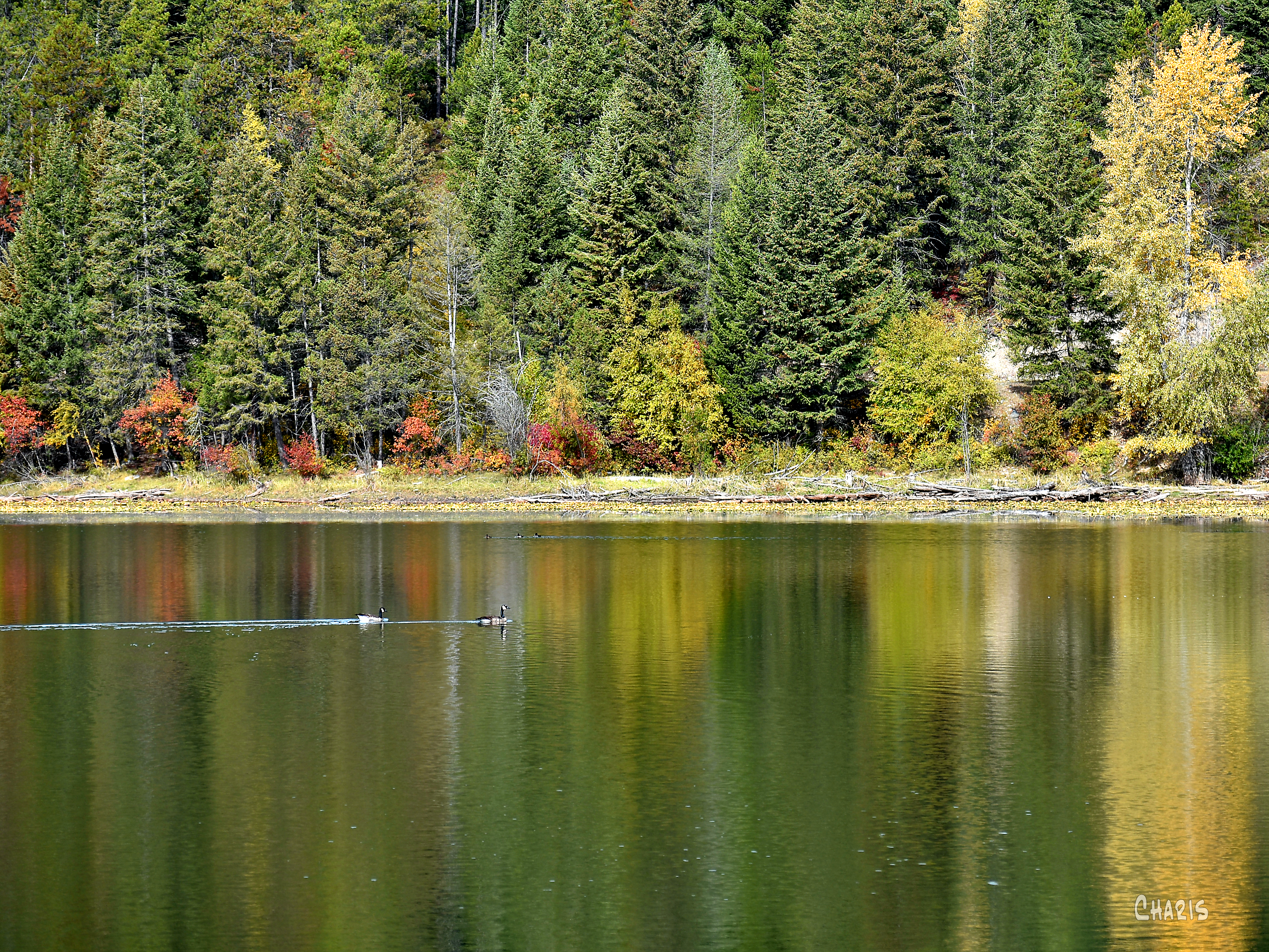 Peavine pond geese autumn ch crop DSC_0280
