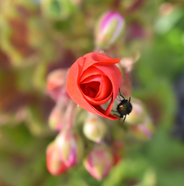 red blossom fly DSC_0188