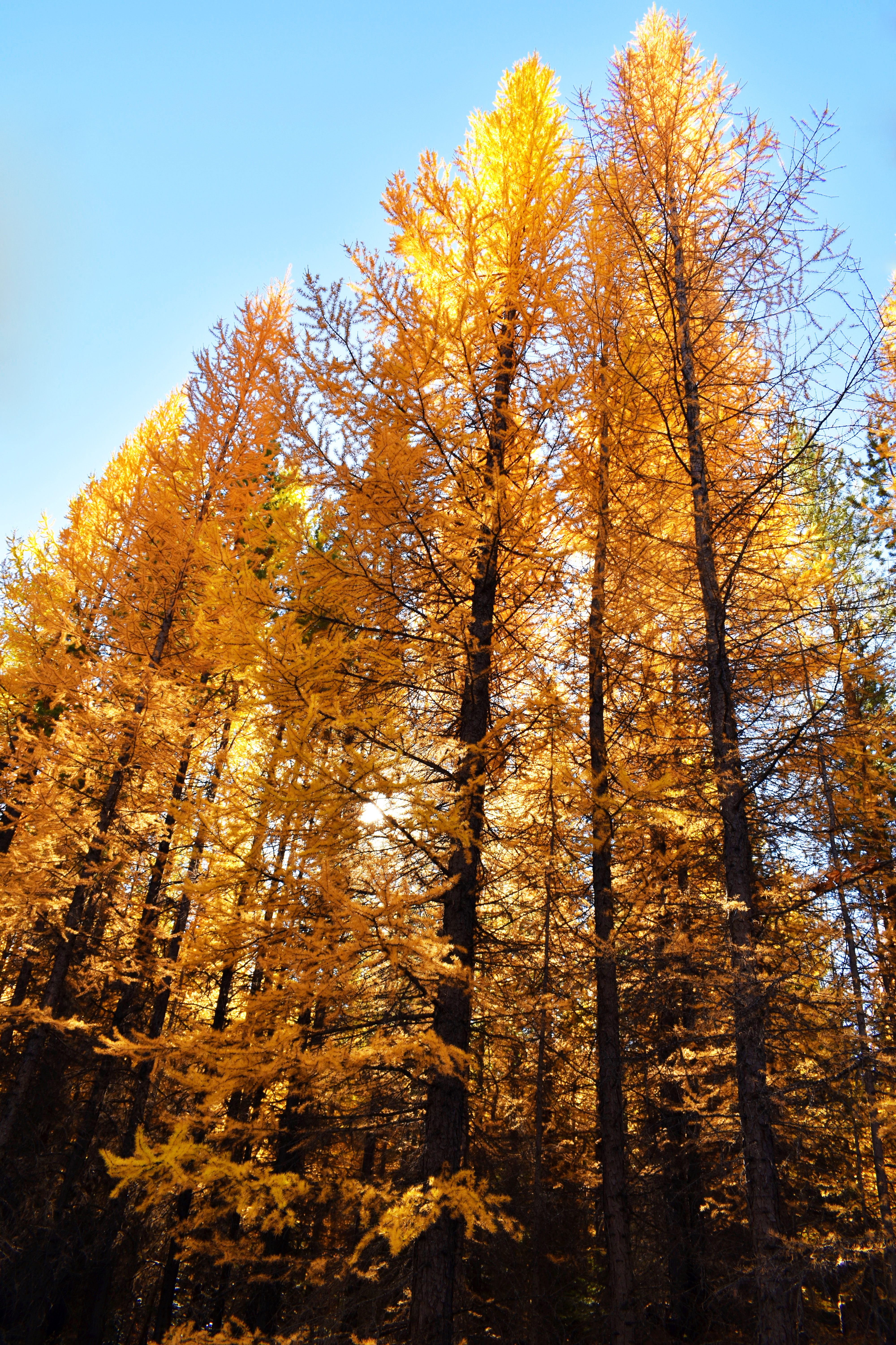 tmatack larch gold vertical DSC_0184