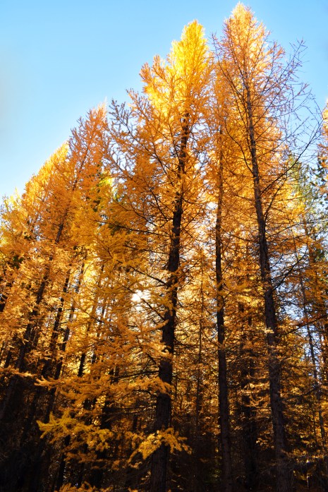 tmatack larch gold vertical DSC_0184