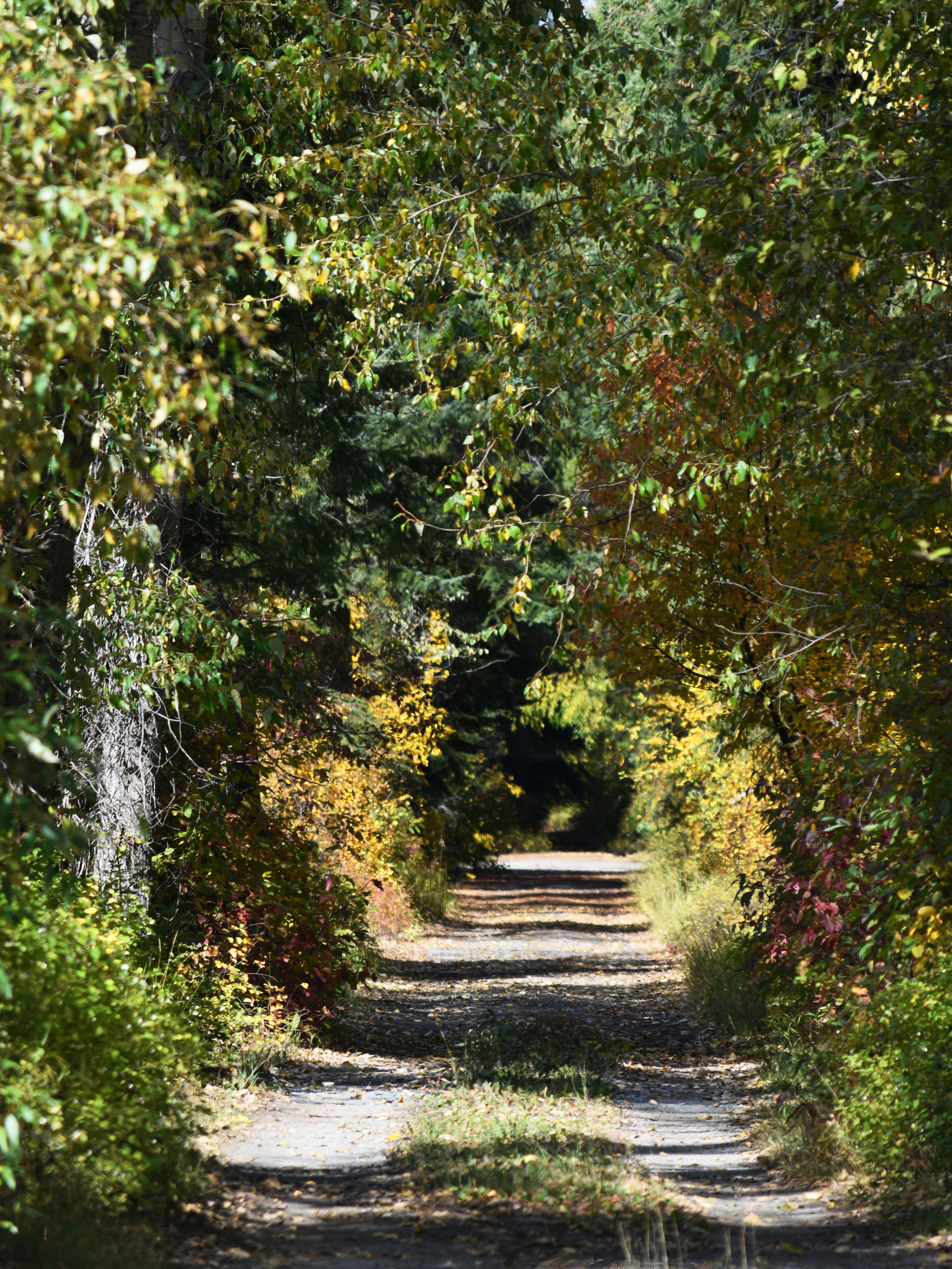 tree tunnel road autumn DSC_0608