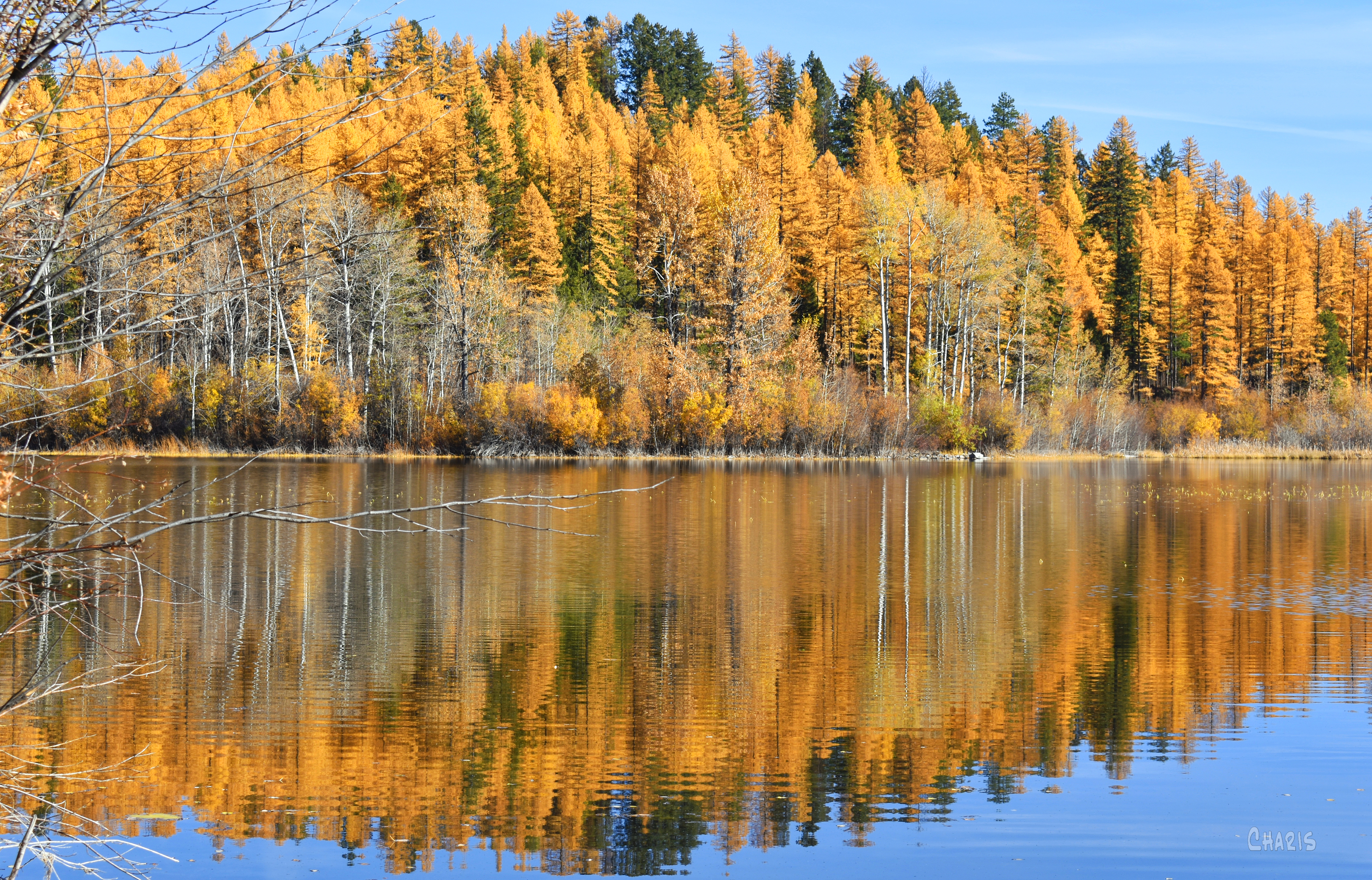 New Lake left autum tamarack ch rs DSC_0135