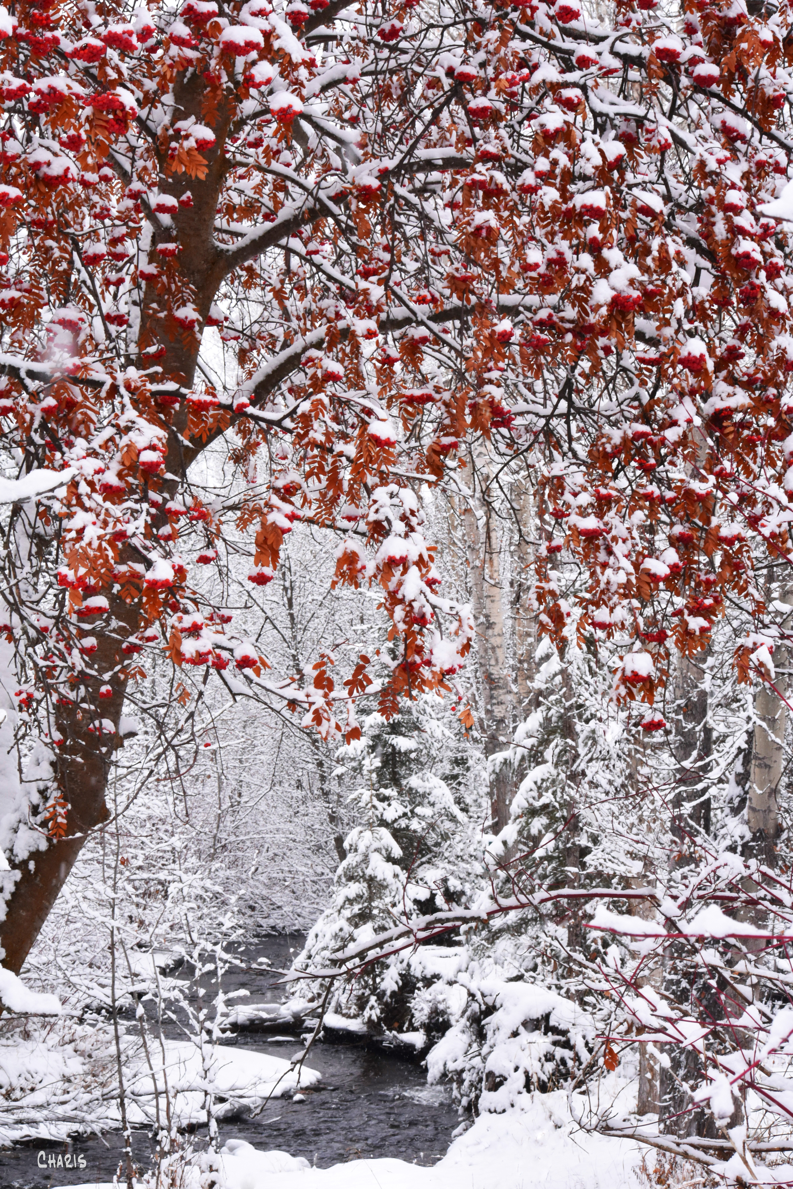 joseph creek winter mountain ash ch rs  DSC_0465.jpg