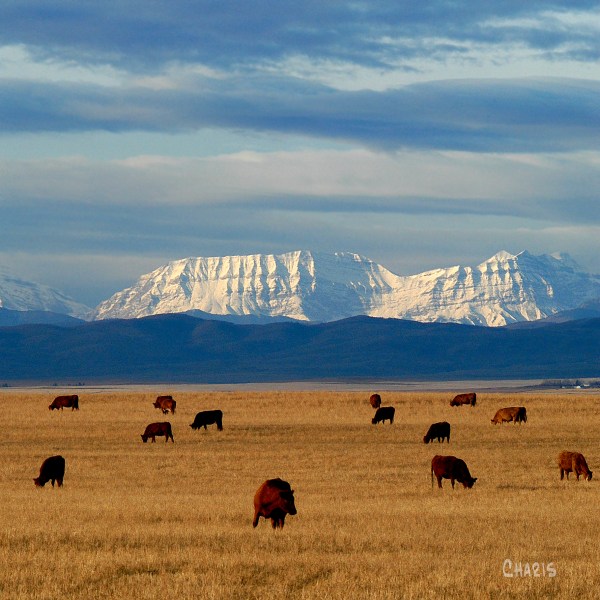 longview cattle mountains ch crop 2 DSC_0060