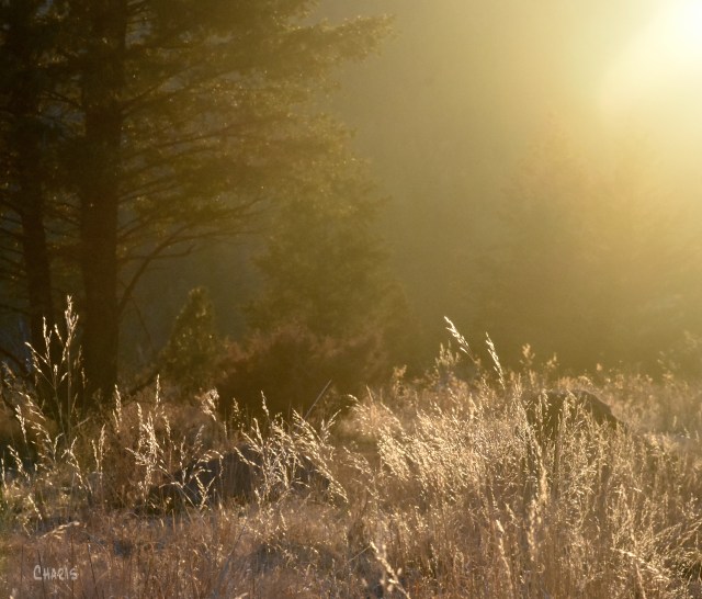 silhouette into the sun DSC_0377