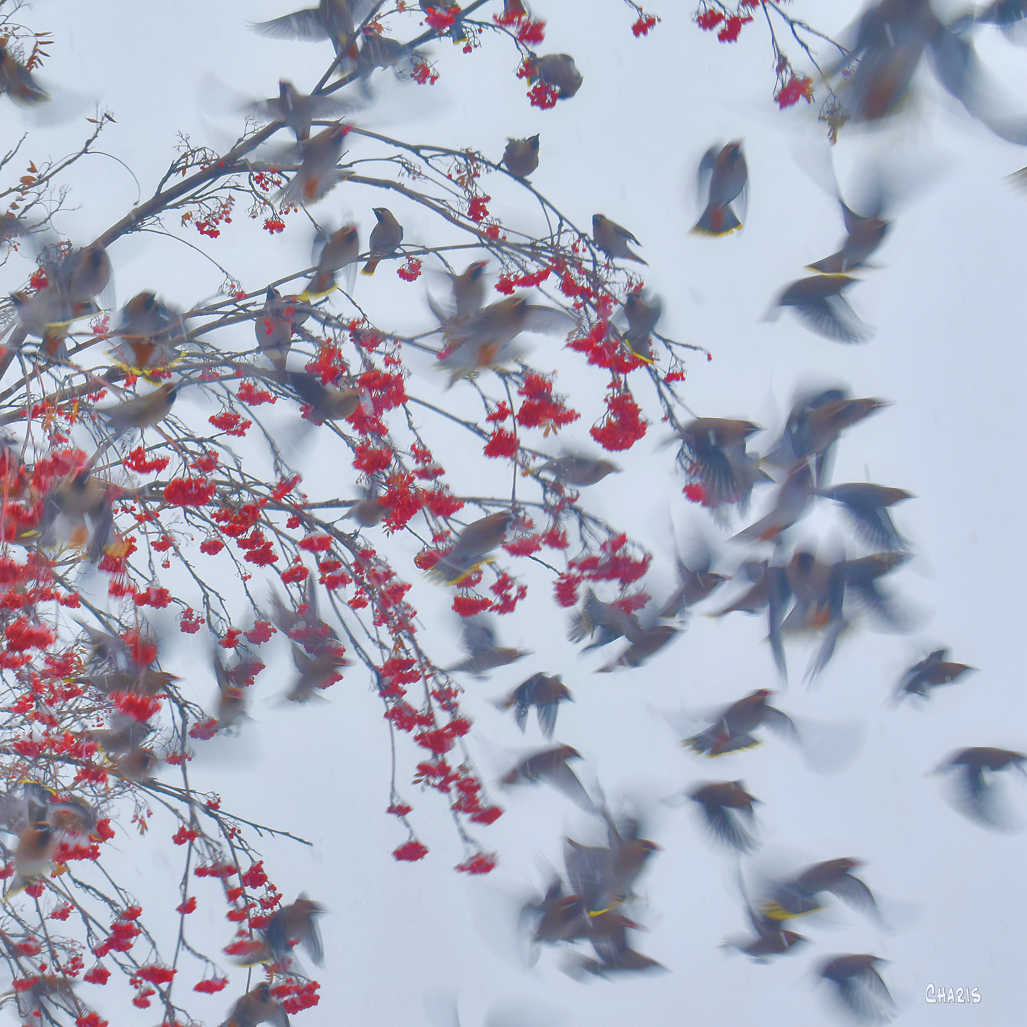 waxwings in the ash tree ch DSC_0321