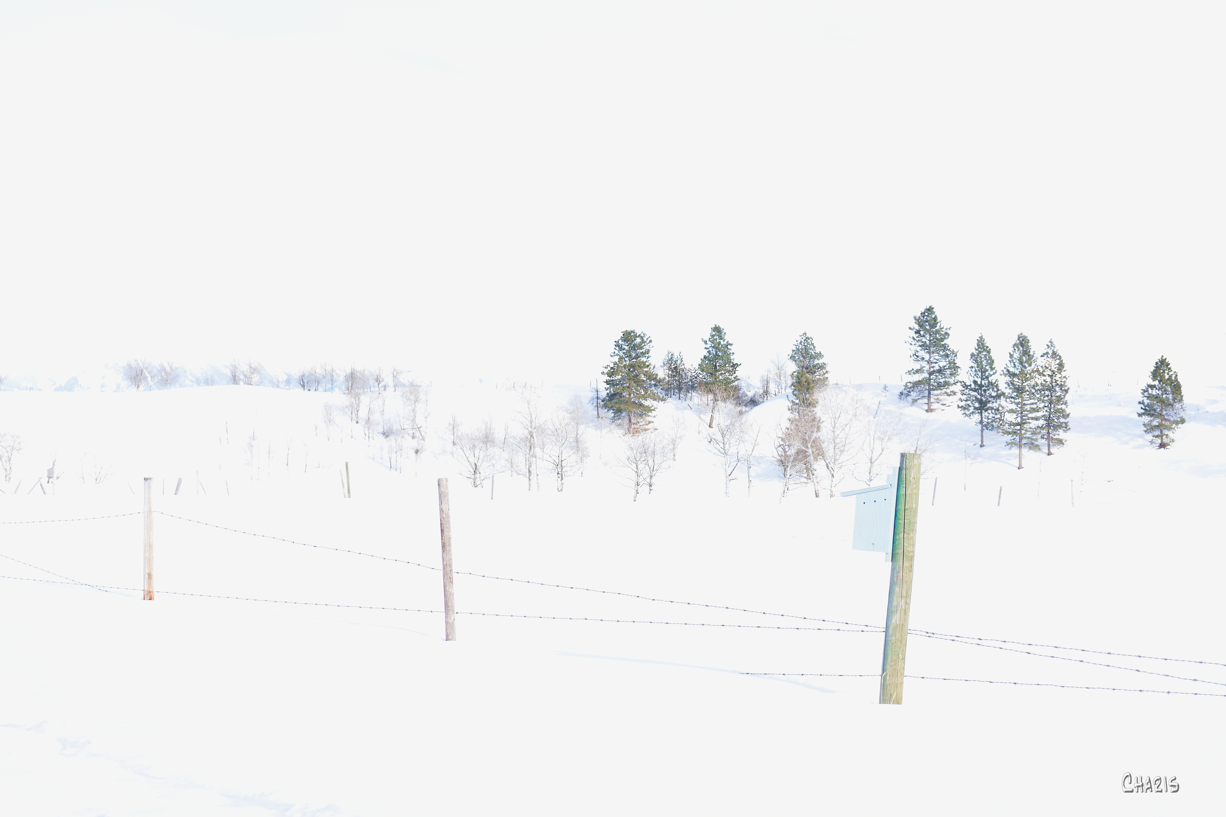 DSC_winter white field rs ch 0001 - Copy