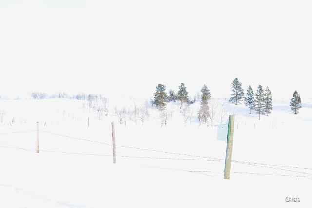 DSC_winter white field rs ch 0001 - Copy