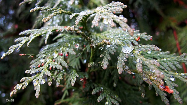 cedar in the rain ch rs 004