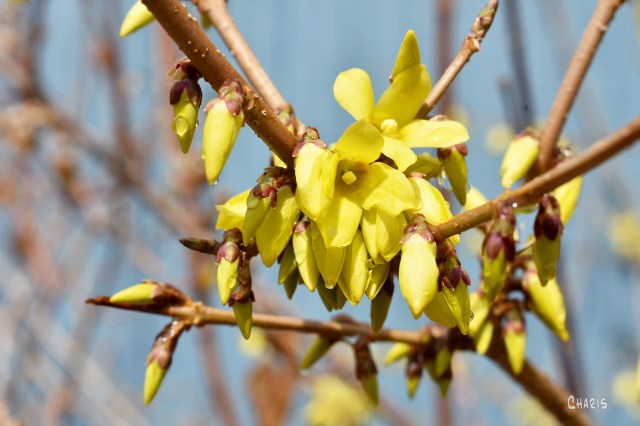 forsythia ch rs DSC_1214