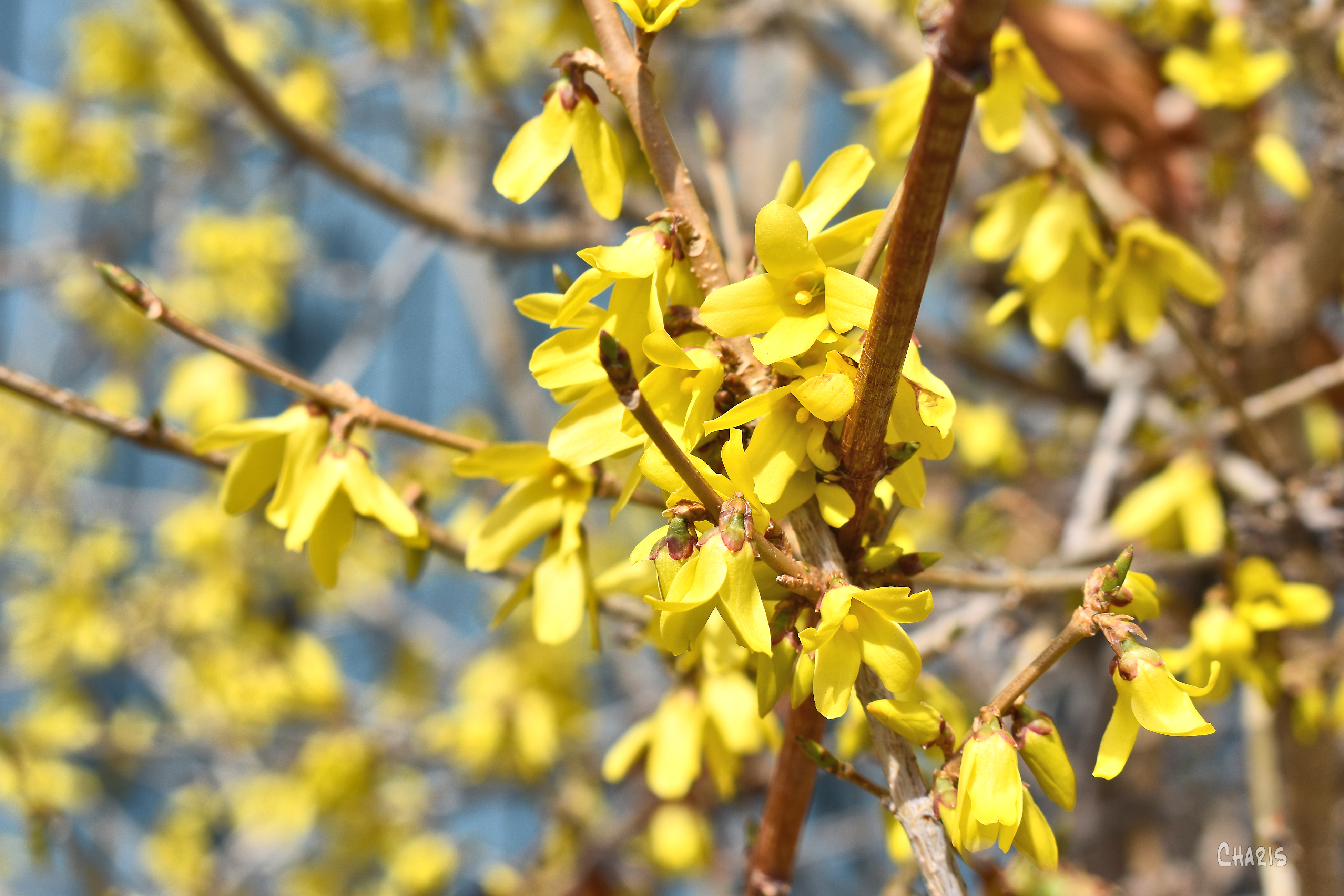 forsythia cluser yellow sun ch rs DSC_0009