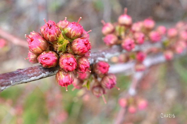 almond bud cluster ch cropDSC_0050