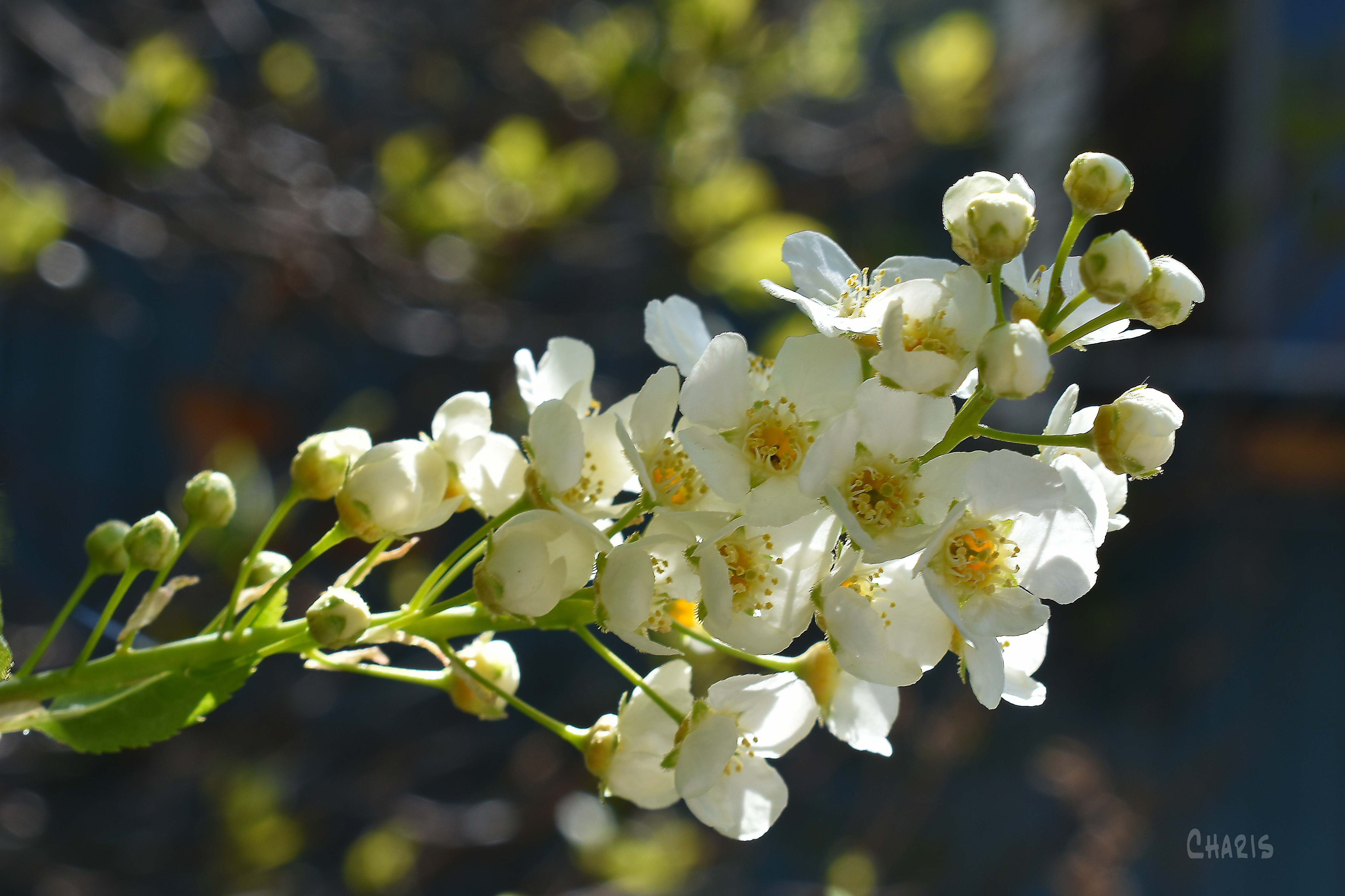 may tree flower blue bokeh DSC_0150