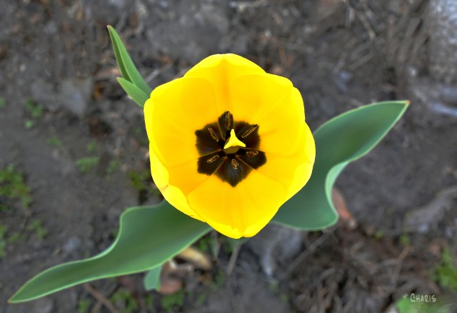 yellow tulip ch rs DSC_0030