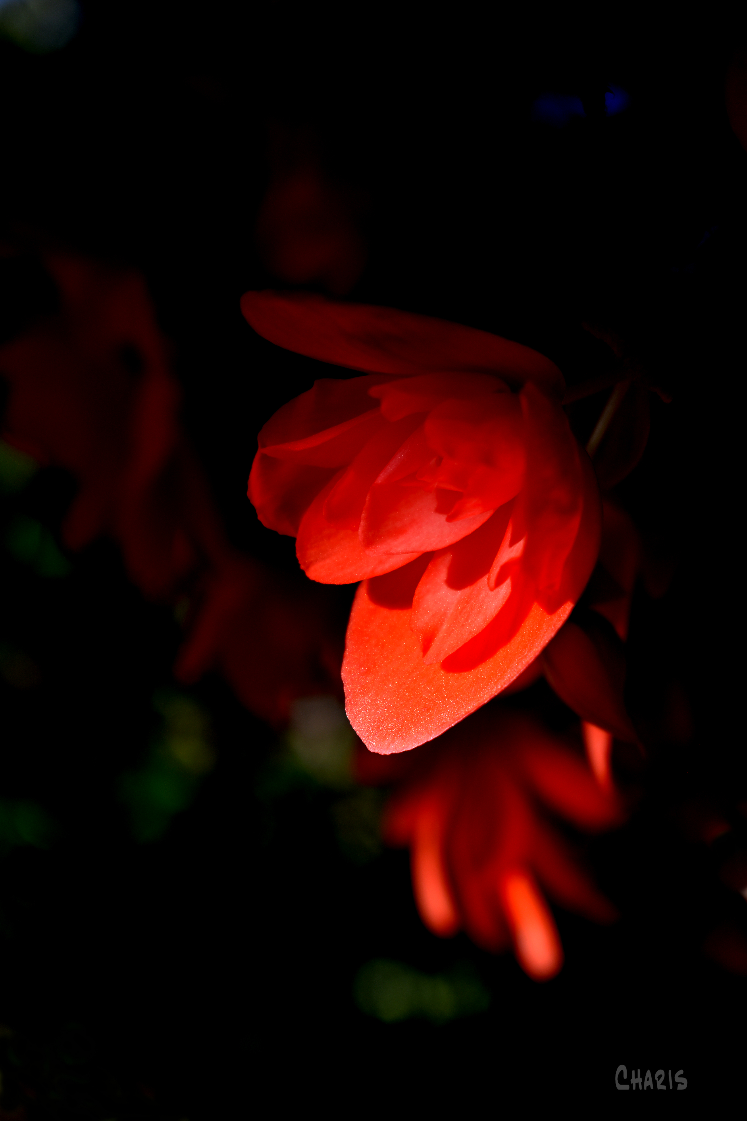 begonia sunset ch rs DSC_0864