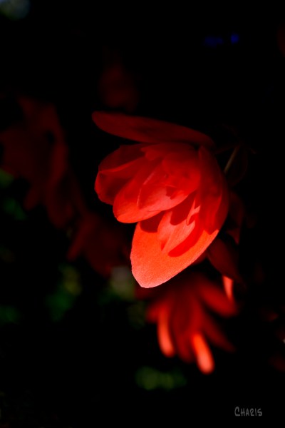 begonia sunset ch rs DSC_0864