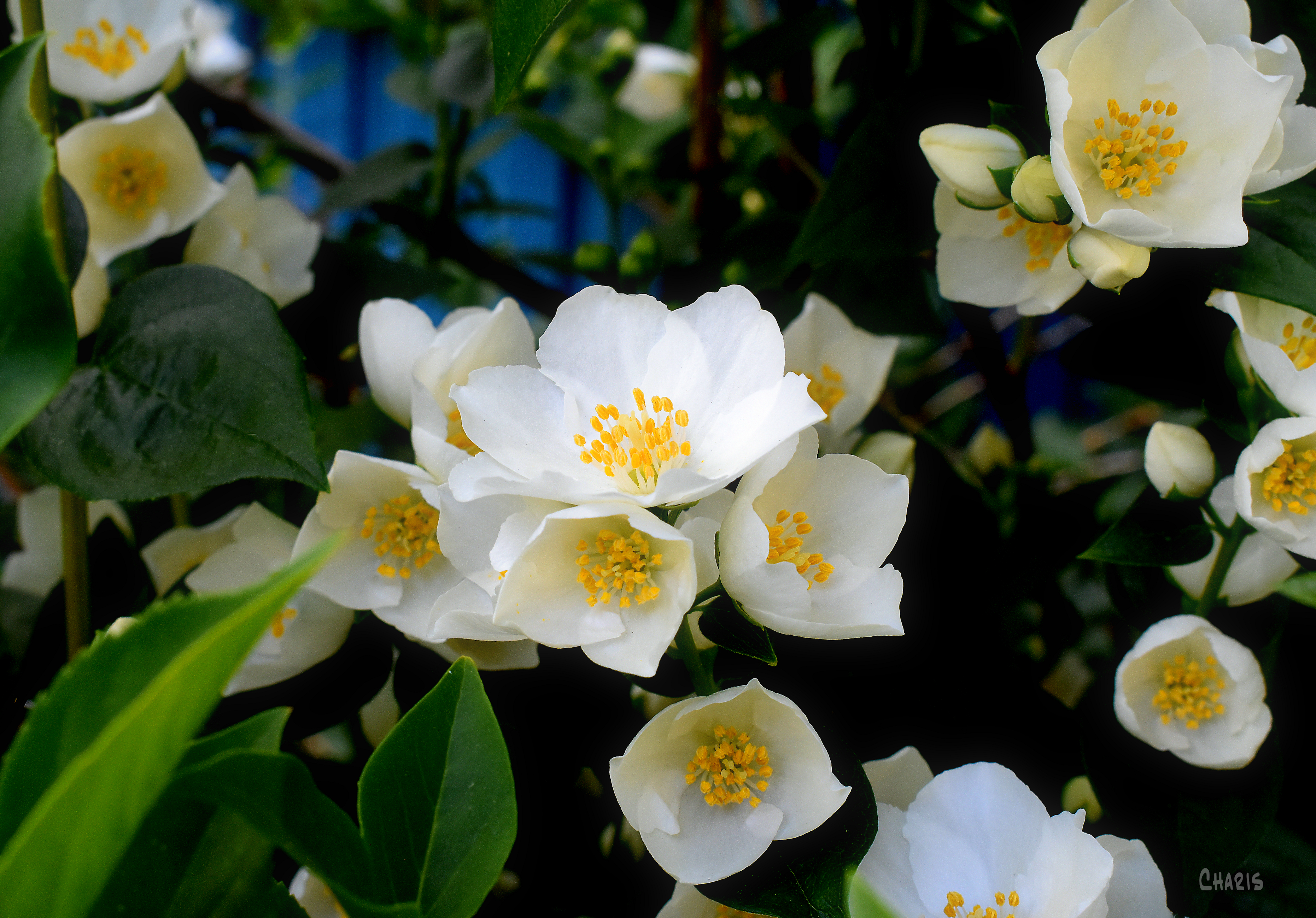 mock orange cluster ch rs DSC_0644