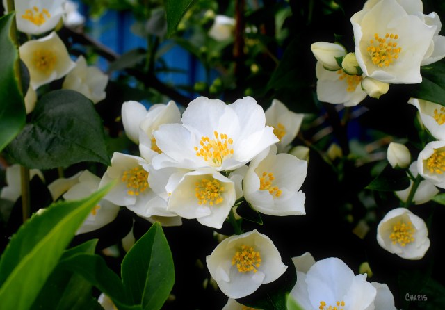 mock orange cluster ch rs DSC_0644