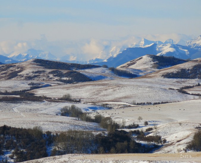 Foothills nr Turner Valley ch rs 2 IMG_5680_edited-1
