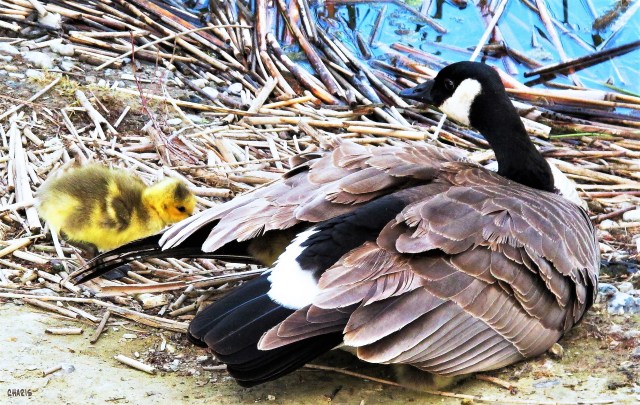 goose-wings-gosling-charis-img_6743 (2)