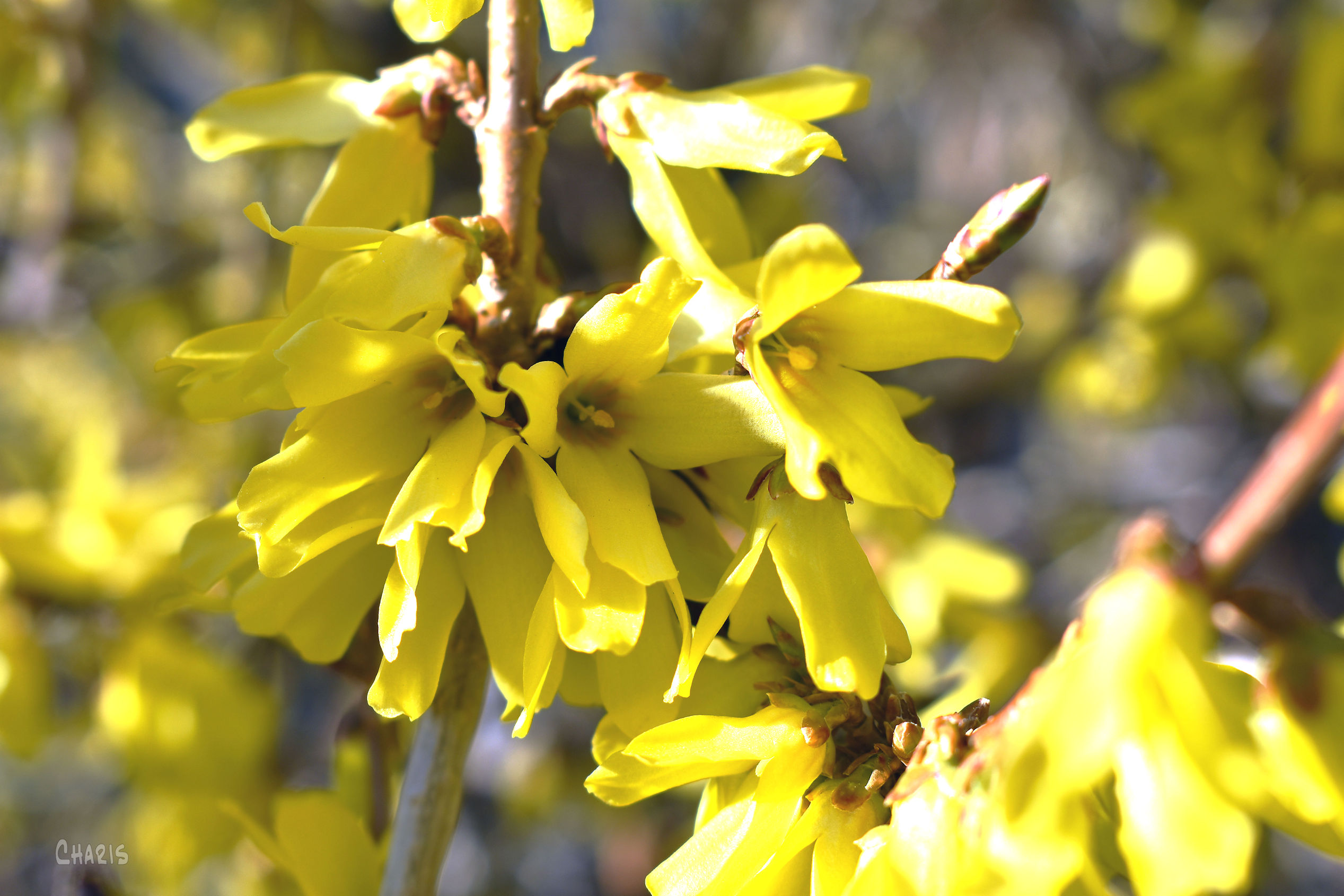 forsythia 5 ch rs DSC_0570