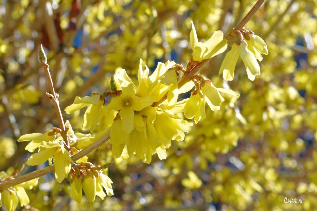forsythia 6 7 ch DSC_0578