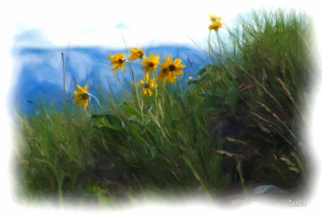 balsamroot ch rs
