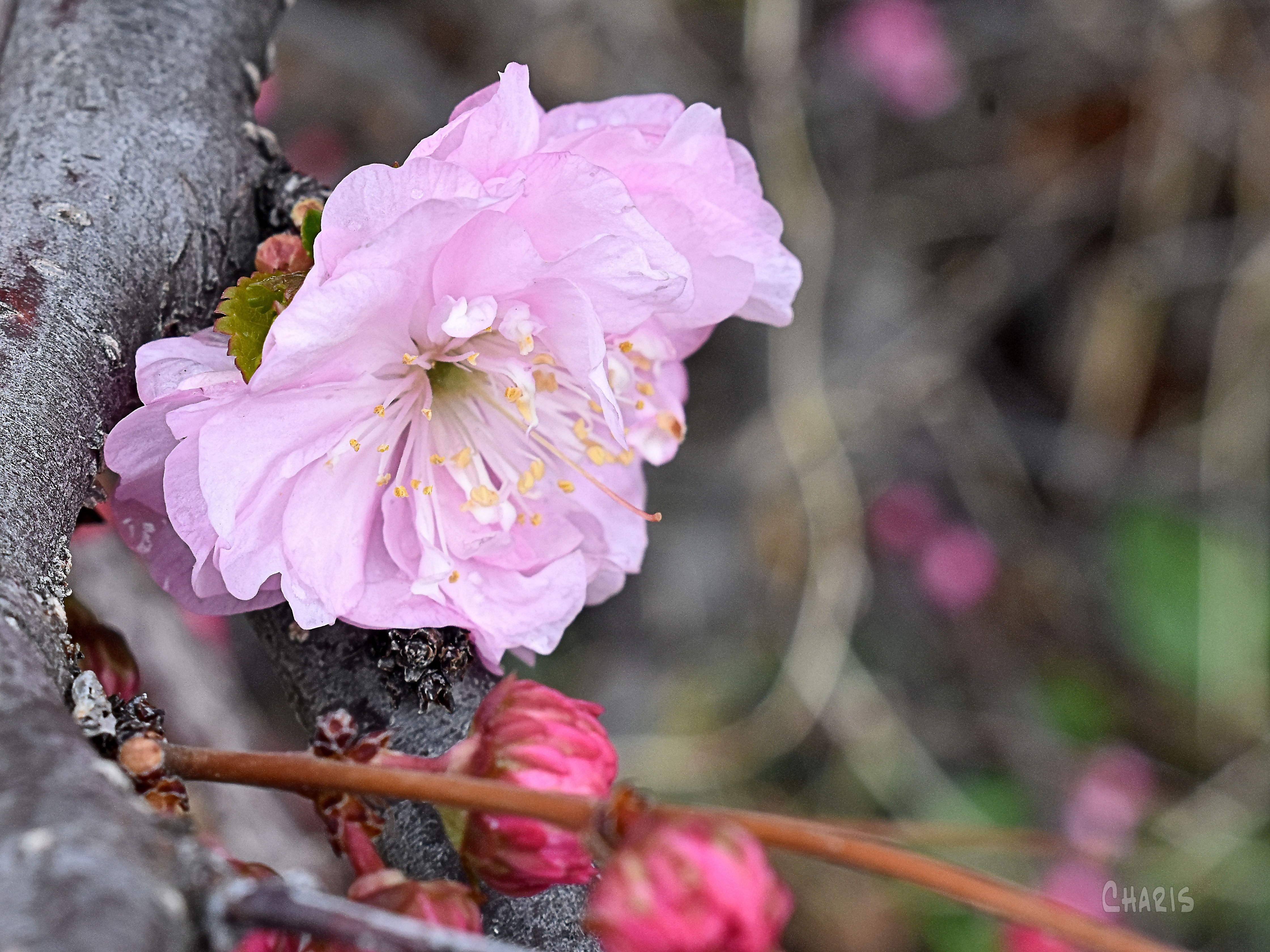 flowering almond 1 ch sq crop DSC_0657