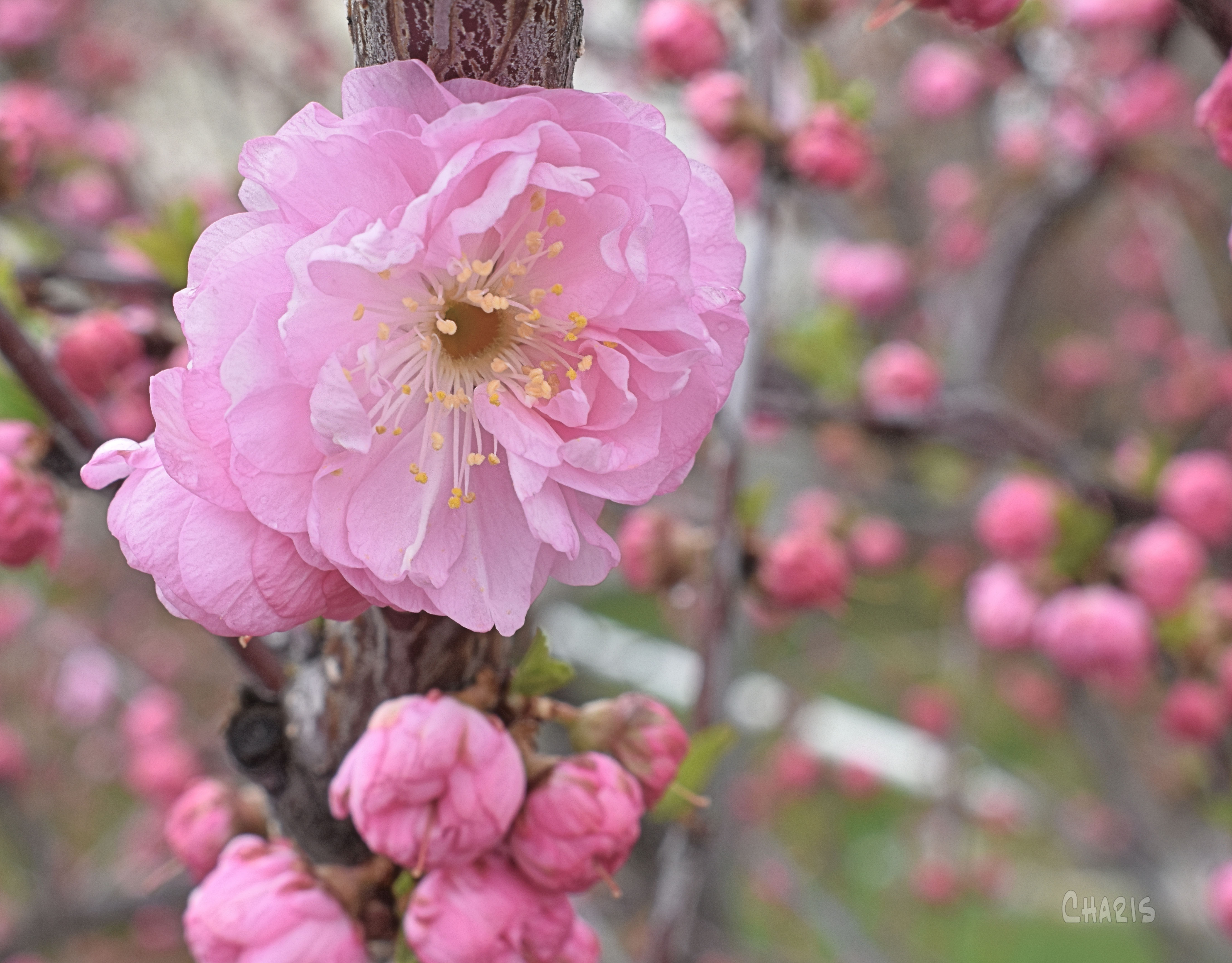flowering almond 2 ch crop DSC_0653