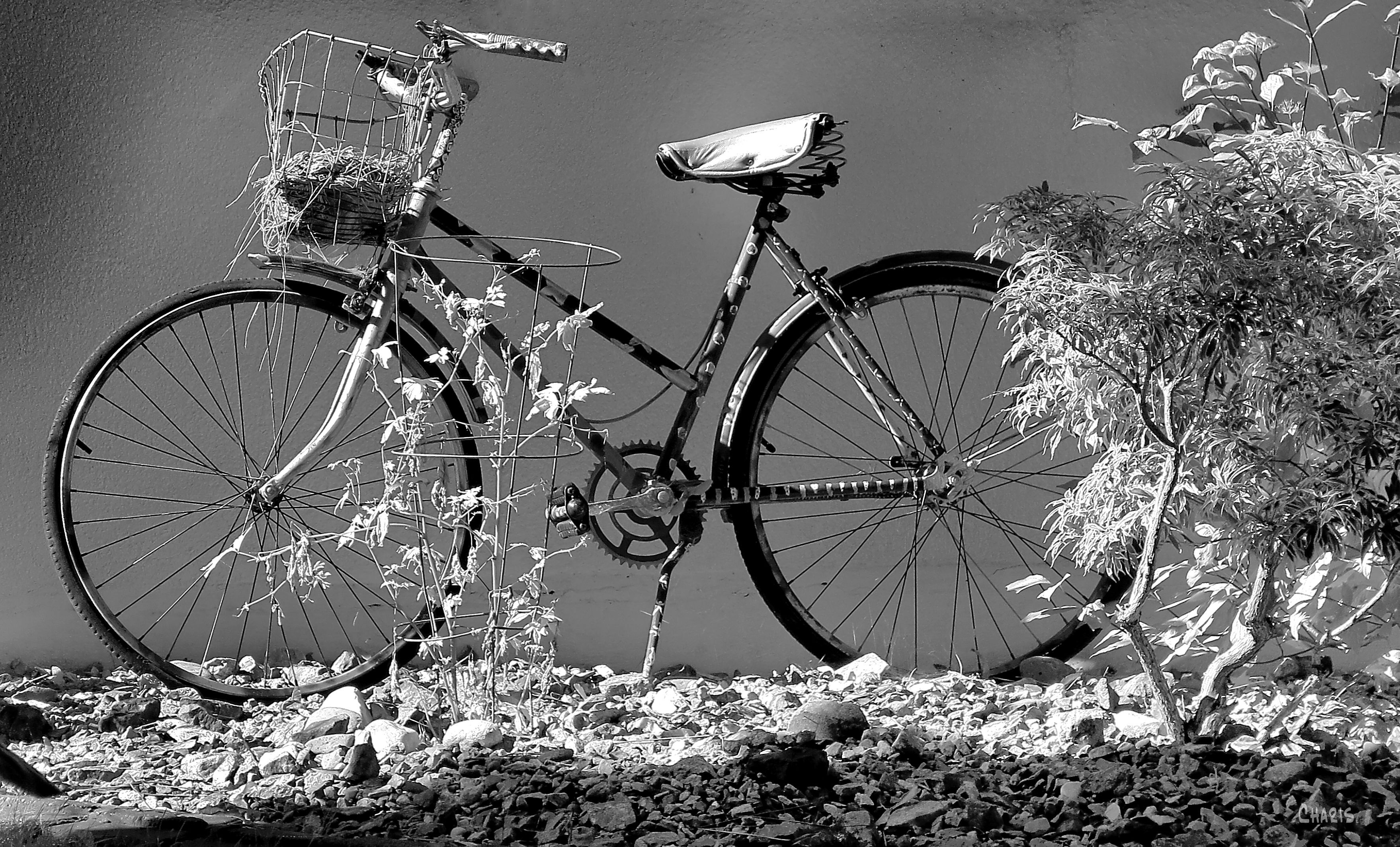 IMG_4421 bicycle bw